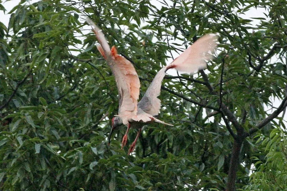 Crested ibises return to mainland Japan as nine more birds take flight in Ishikawa