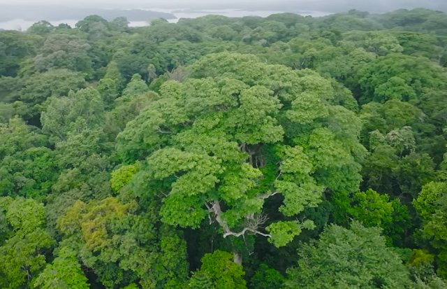 Barro Colorado: The Panama Island Where Giant Trees Are Dying — and One Is Thriving