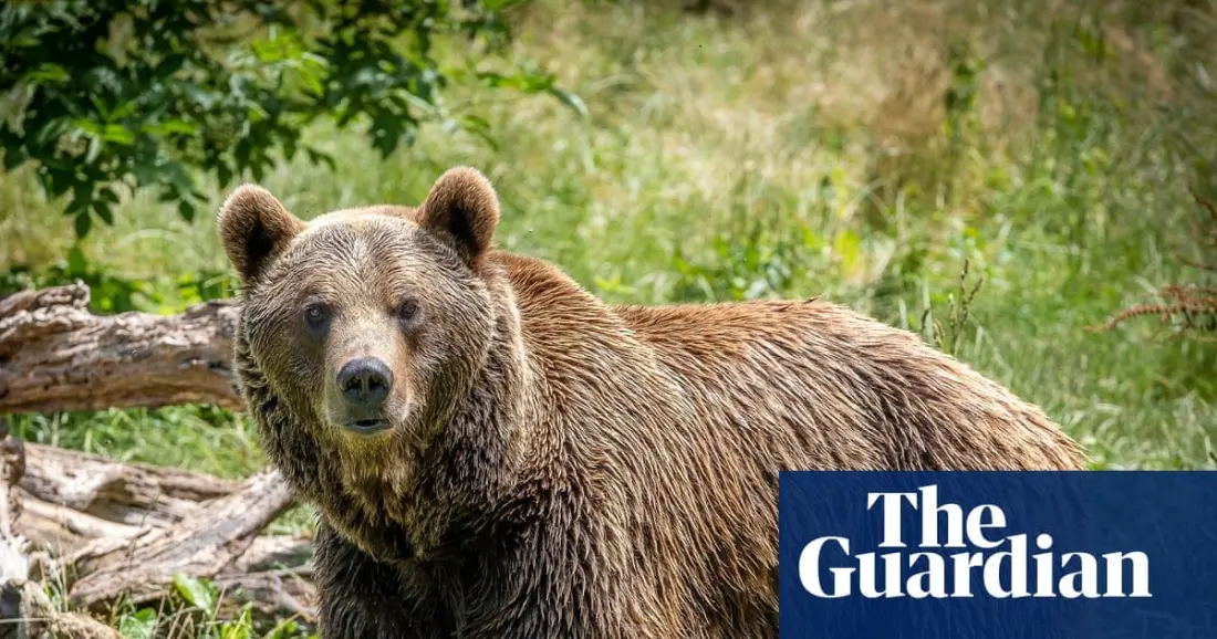 Bear-watching in Somiedo: how endangered Cantabrian brown bears came back to Green Spain