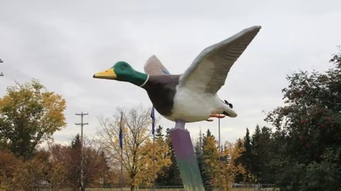 Why a tiny Alberta village built a one-tonne duck