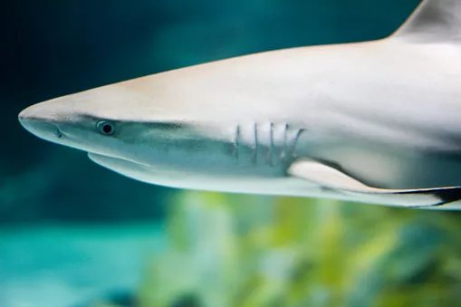 A trapped shark in Busan just became South Korea's unlikeliest tourist draw