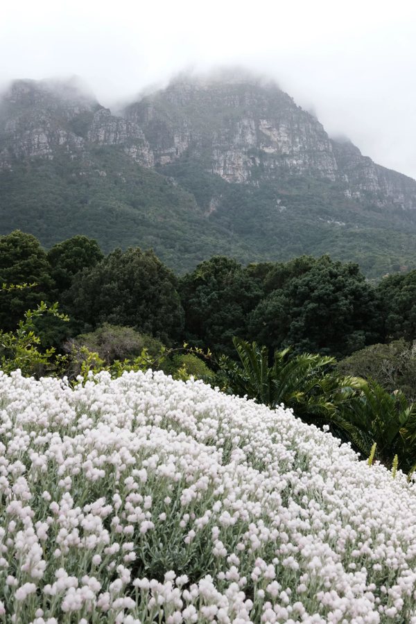 The LENOX: Cape Town's 1897 Gardens landmark gets a new life as an art hotel