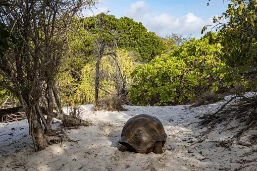 Aldabra Atoll now home to 180,000 giant tortoises — the world's biggest wild population