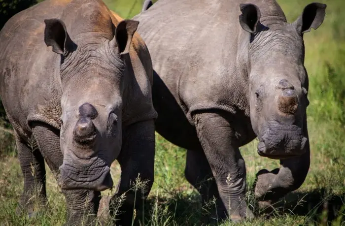 White Rhinos Arrive at Victoria Falls Private Game Reserve — and Guests Can Now Join the Protection Effort