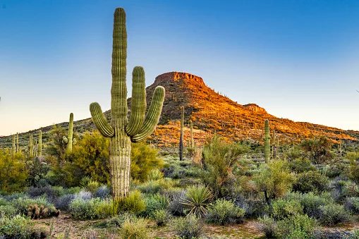 Deserts That Break the Rules: Wetlands, Fog Farms and Flowers in the Driest Places on Earth