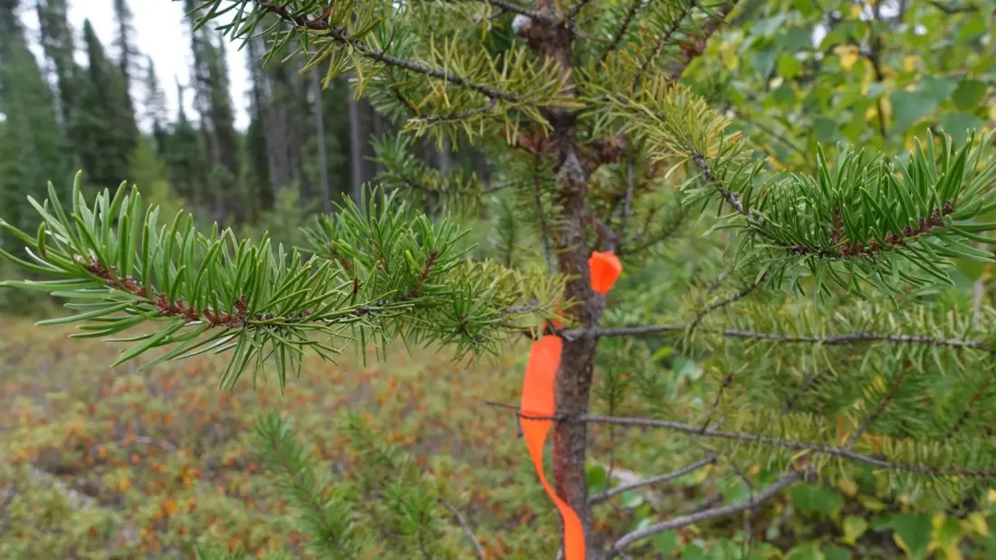 Flagging Tape Wars: Temagami's Portage Debate Has Paddlers Divided