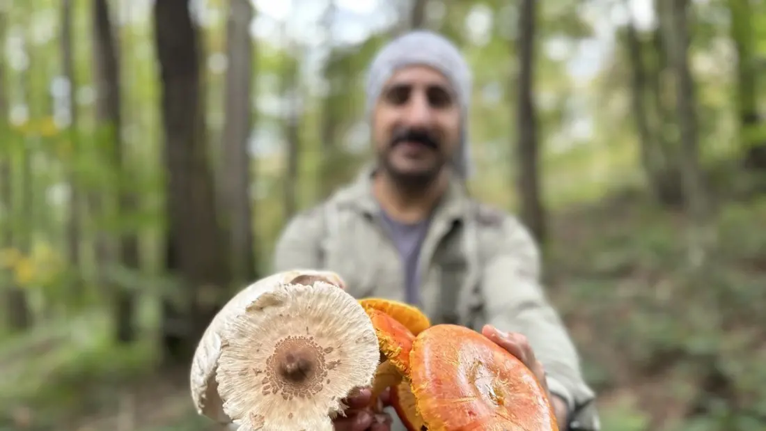 Autumn rains turn Istanbul's Belgrad Forest into a mushroom-hunting hotspot — with a deadly catch