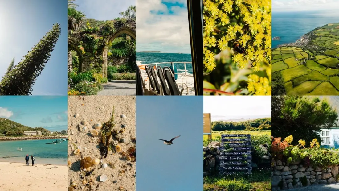 Chasing Puffins on the Isles of Scilly: What the Trip Is Really Like