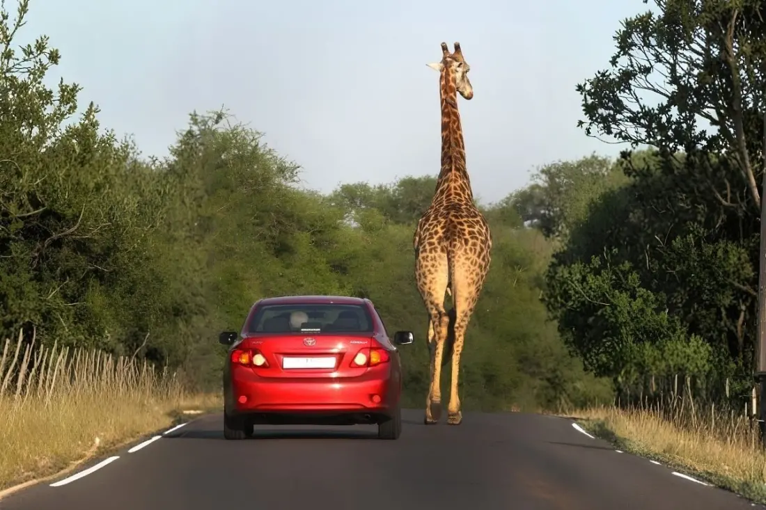 Self-driving Kruger: which section of the park actually suits you?