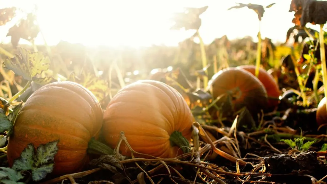 Pumpkin patches near London: where to pick your own this October