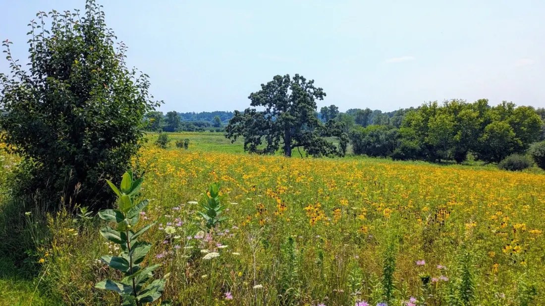 Sun Lake Forest Preserve: The Easy Nature Escape Sitting Between Chicago and Milwaukee