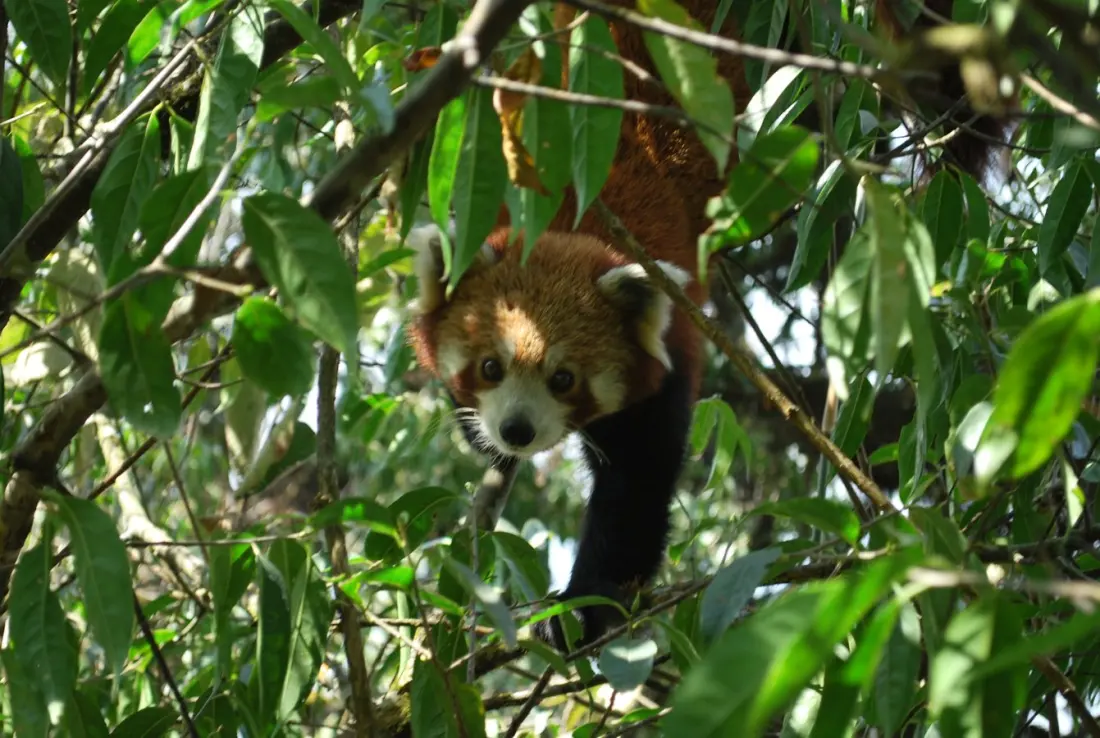 Nepal's red panda gets a conservation push — and travellers can see the forests it calls home