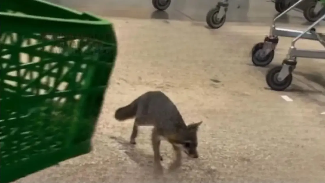 Rabid gray fox found in Cancun shopping centre car park — what travellers should know