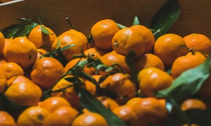 Croatia's Neretva Mandarin Harvest Is Underway — Smaller Crop, Same Sweetness