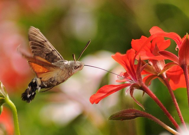 The Hummingbird Hawk Moth: The Insect That Borrows a Bird's Tricks