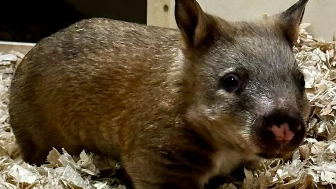 Toronto Zoo's baby wombat needs a name — and you get a vote