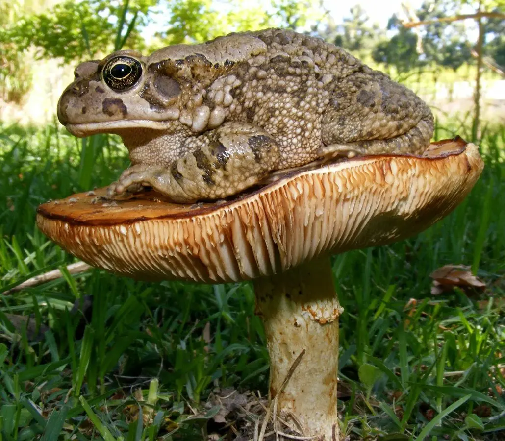 Frogs, dragonflies and the tiny creatures that reveal how healthy South Africa's wetlands really are