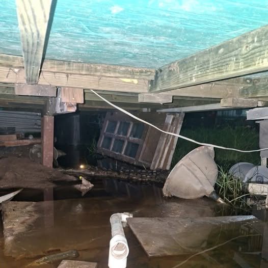 Heavy Rains Push Crocodiles Closer to Homes on Ambergris Caye