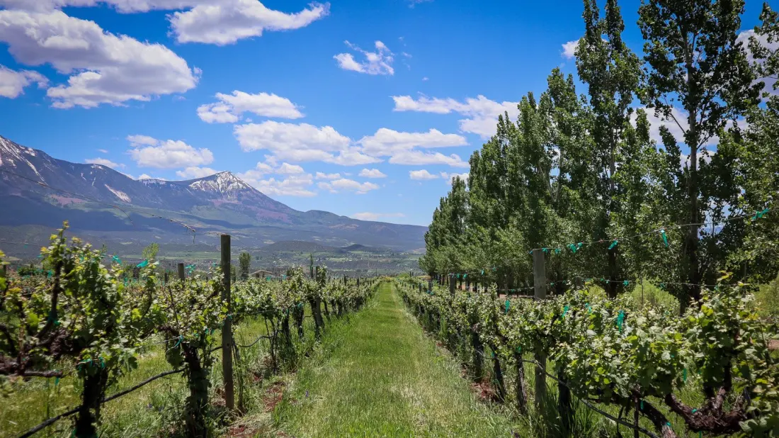 Skip Napa: Colorado's West Elks AVA Is America's Highest Wine Country