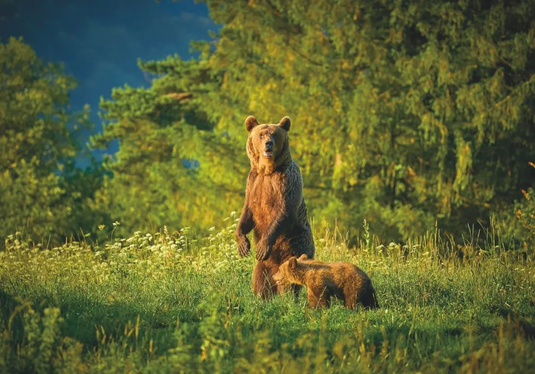 Poland's wild side: bison, wolves and Europe's best-kept wildlife secret