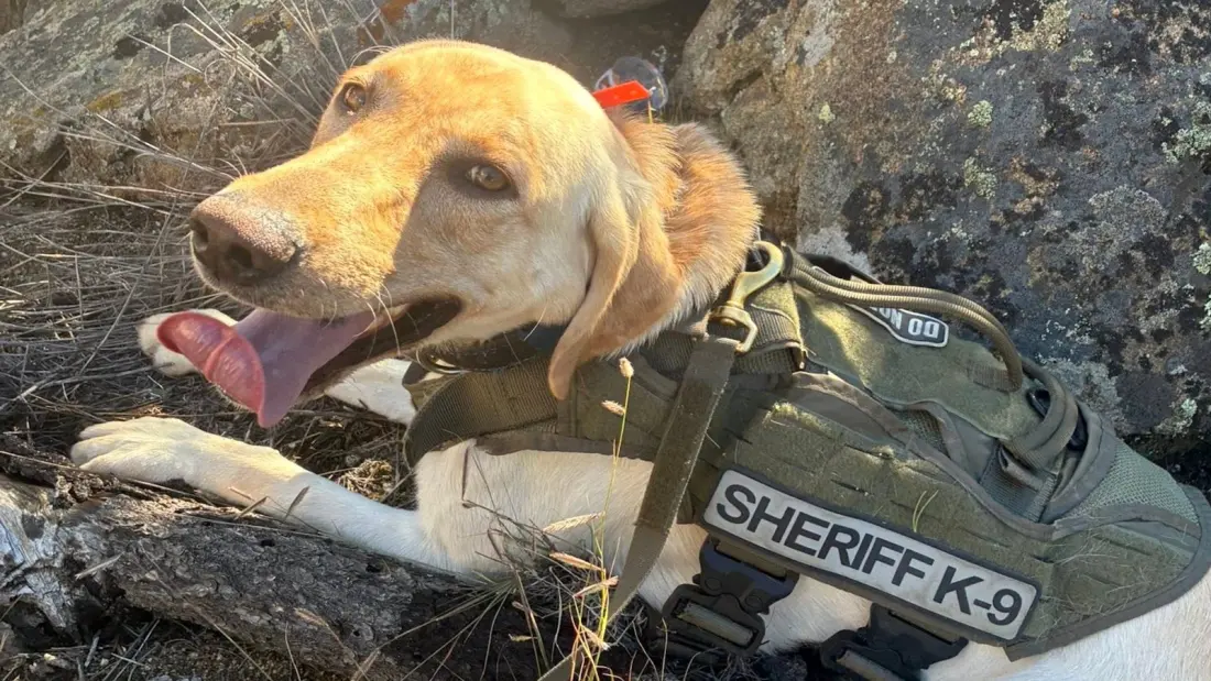 Archie the Yellow Lab Found Three Missing Kids in the Colorado Backcountry
