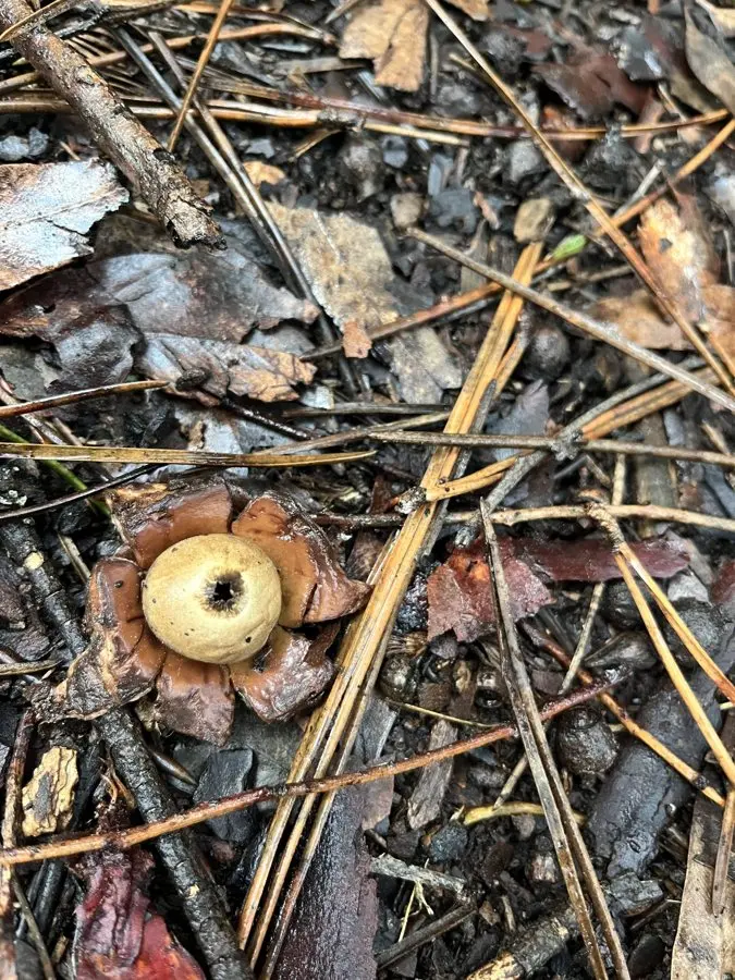 Three Days on the Heysen Trail: Art, Gold Rush Ruins and a Broken Stove