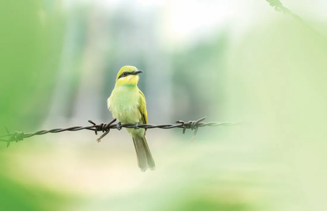 Kathmandu photographer's new book proves you don't need to leave the city to find wild Nepal