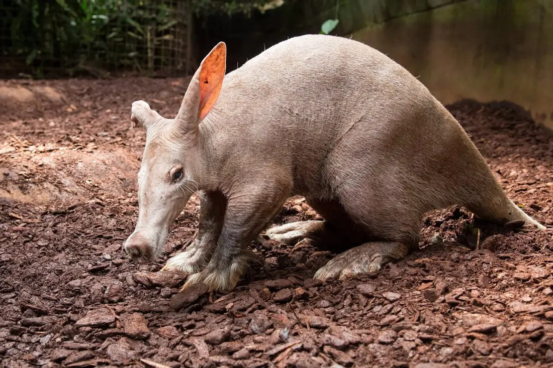 Aardvarks, aardwolves and bat-eared foxes: Southern Africa's strangest animals and where to see them