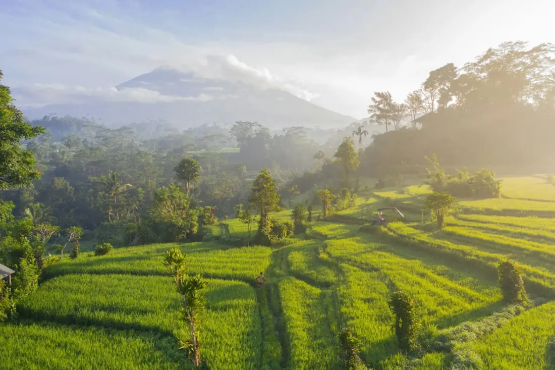 Indonesia hits pause on forest clearing — good news for orangutans and Borneo's wild places