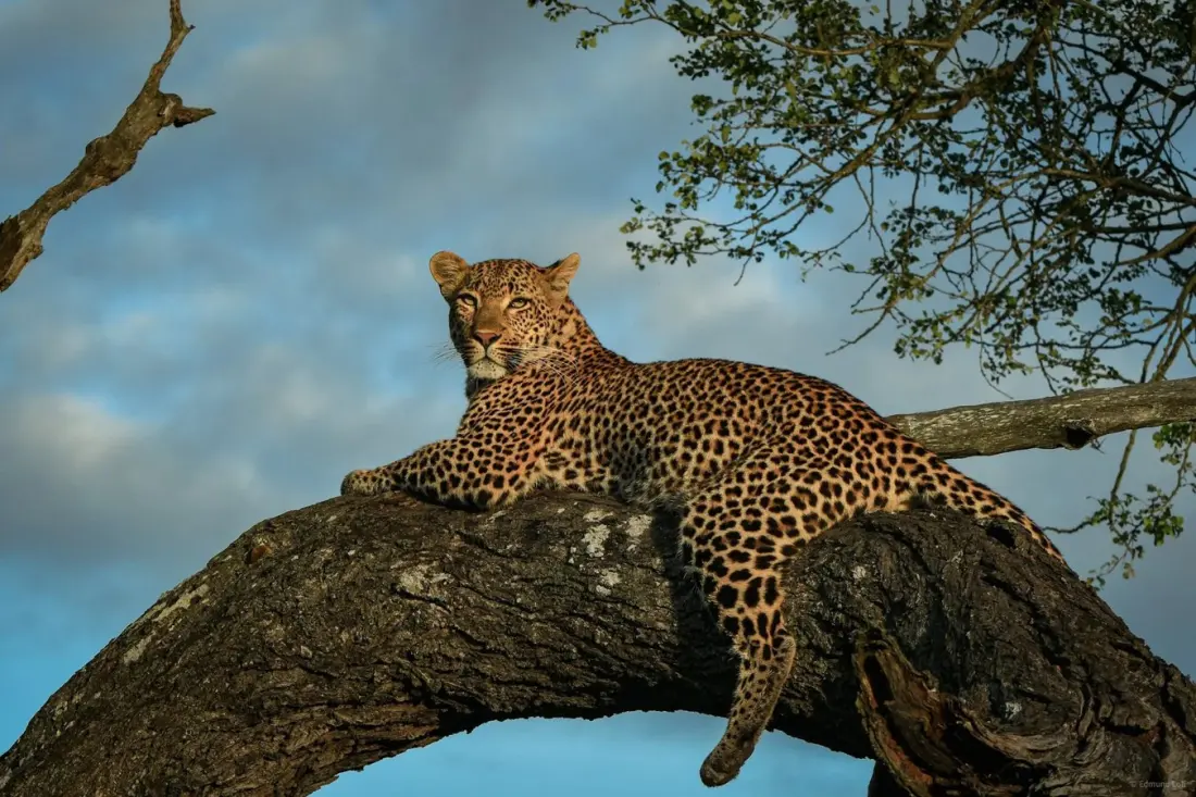 Keeper dies after leopard attack at Beekse Bergen Safari Park in the Netherlands
