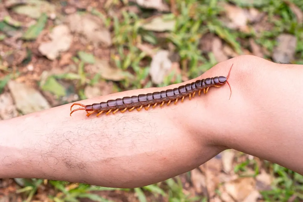 Stung by a Giant Centipede on Koh Rong: Why This Is the Pain No One Talks About