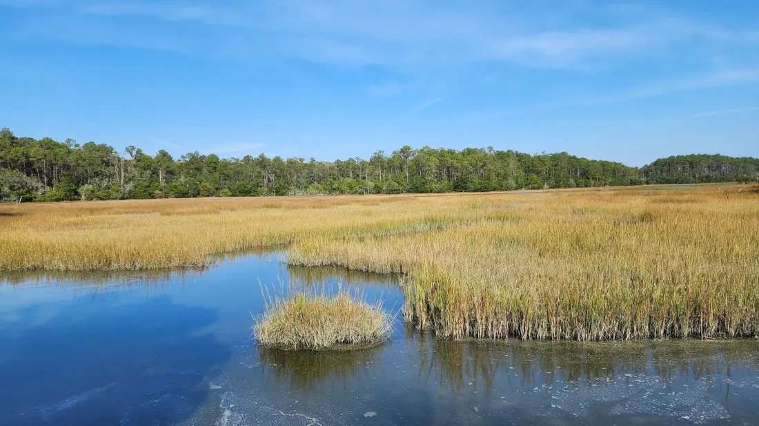 Meggett County Park: Charleston's Quiet Wetlands Escape 40 Minutes Away