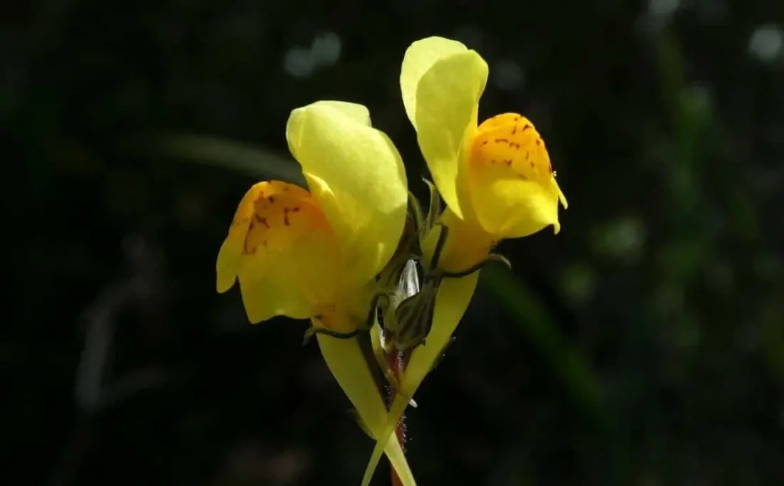 A tourist's holiday photo led to a brand-new plant species in the Algarve