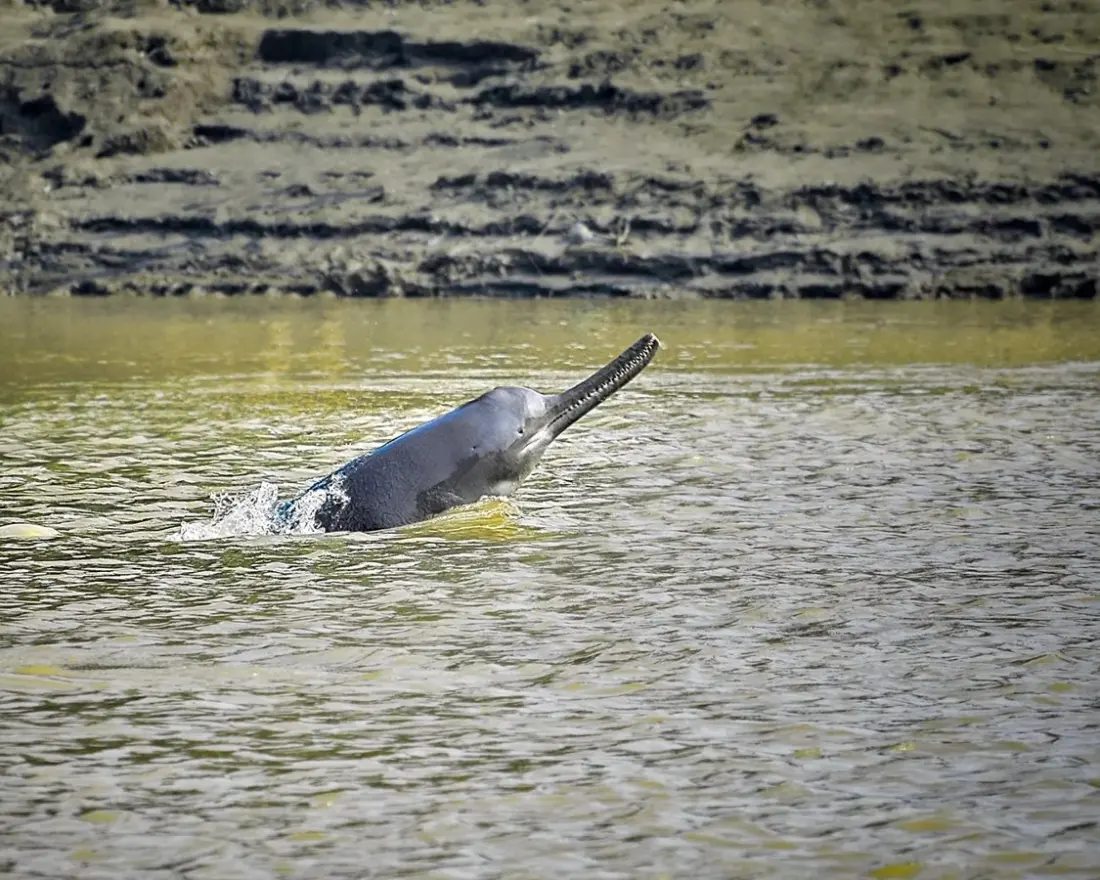 Around 20 endangered river dolphins are somehow surviving beside Dhaka, in one of the world's filthiest rivers