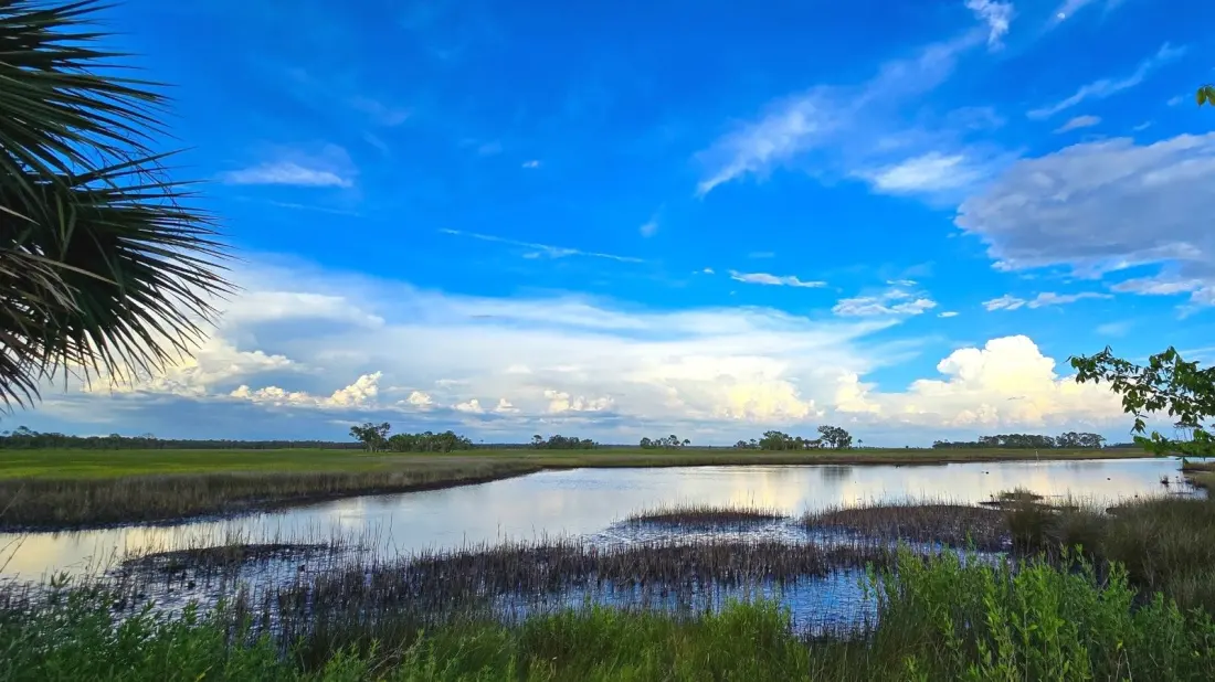 Big Bend Wildlife Management Area: Florida's Quiet Gulf Coast, 90,000 Acres Strong