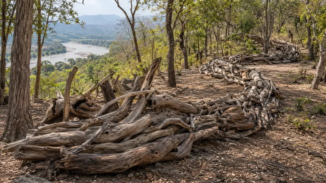 Seven Tons of River Wood: Colombia Puts Contemporary Art Inside a Tropical Dry Forest