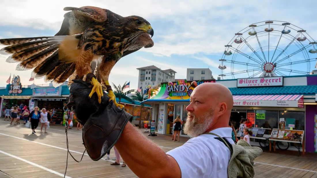 Hawks on Patrol: How an American Beach Town Hired Birds of Prey to Fight Seagulls