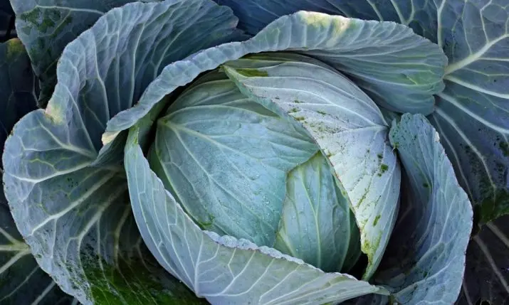 Banski chestnut honey and Čepin cabbage join Croatia's growing list of EU-protected foods