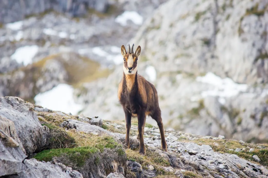 Brown bears, bearded vultures and mountain honey: wildlife watching in the Catalan Pyrenees