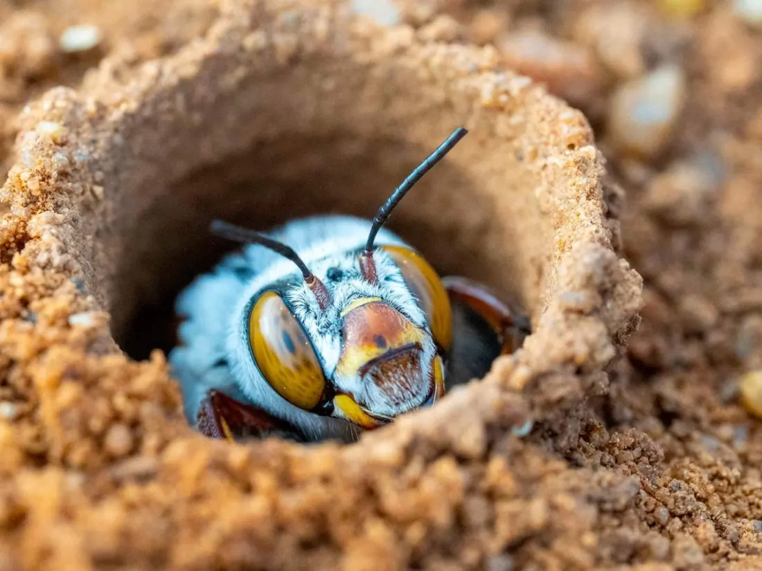 Meet the bee that turns WA's clay flats into a springtime brawl