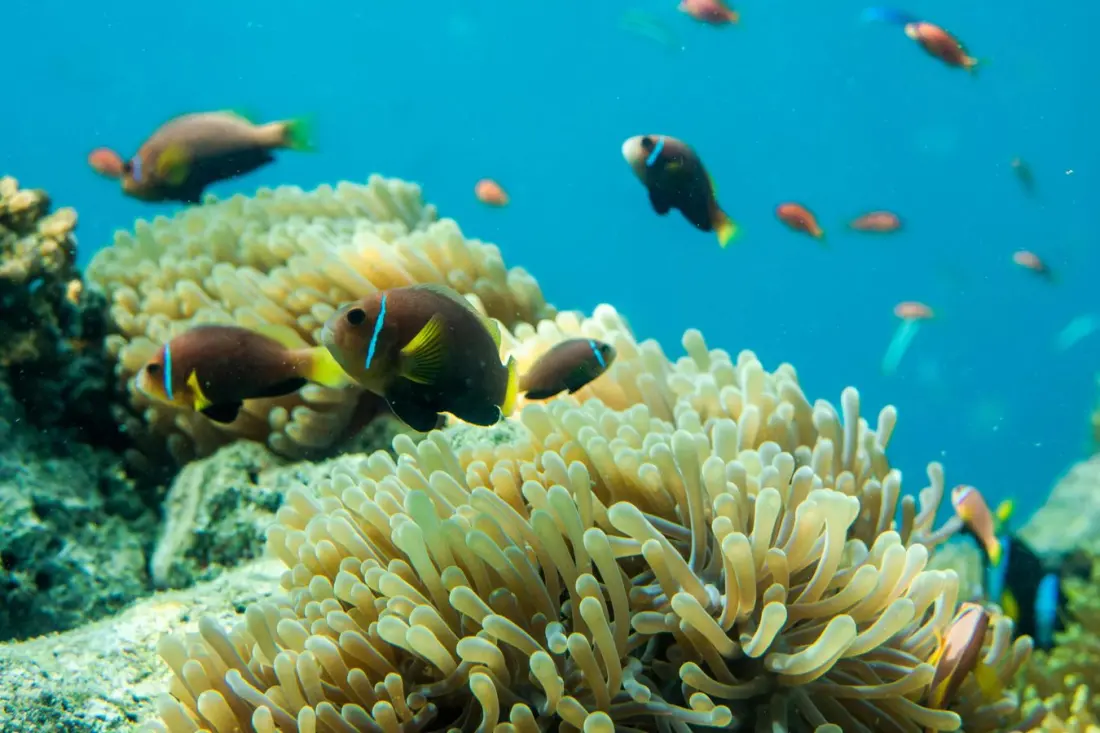The Muraka: the Maldives villa where you sleep five metres under the sea