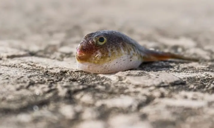 A pufferfish turned up in the Adriatic — and it's now on display in Rijeka