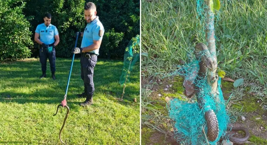 Snake freed from netting in Ponte de Lima as Portugal's GNR shows its softer side