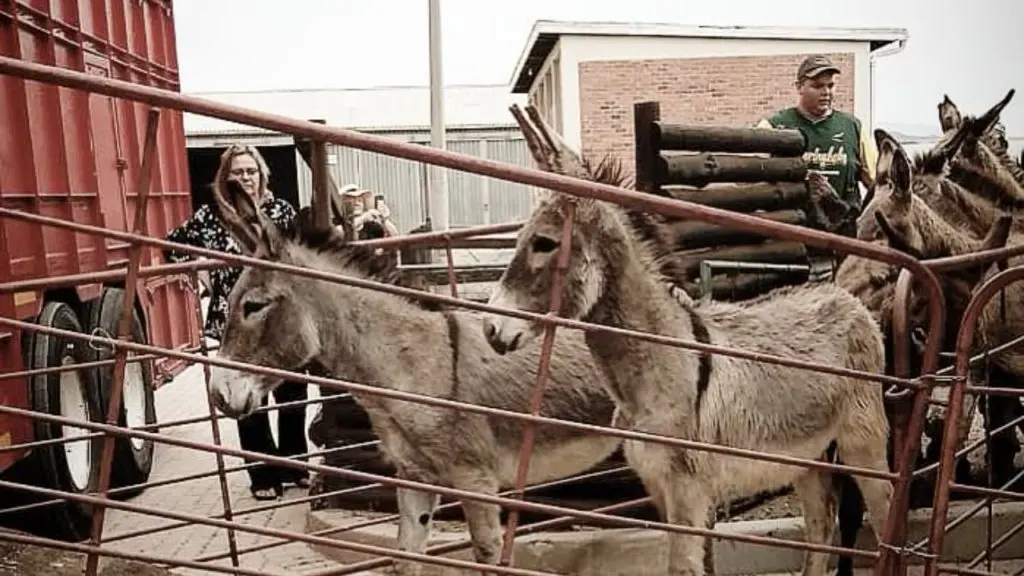 32 donkeys rescued from the Cederberg mountains now safe at Karoo sanctuary