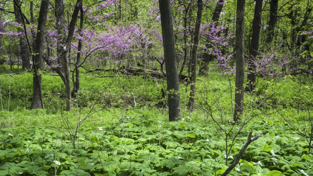 Lyman Woods: A 150-Acre Nature Preserve Hiding 30 Minutes From Chicago