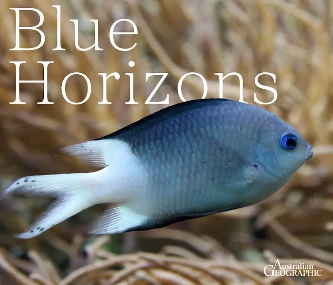 Dugongs in decline, a vomiting dolphin and shark truth-bombing: Australia's marine news round-up