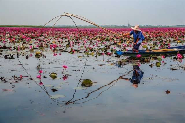 Đồng Tháp bets on flood-season ecotourism and smart travel tools
