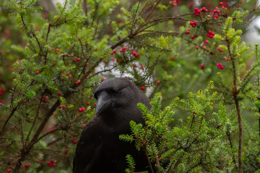 Hawaiian Crows Fly Free Again on Maui After Two Decades Gone