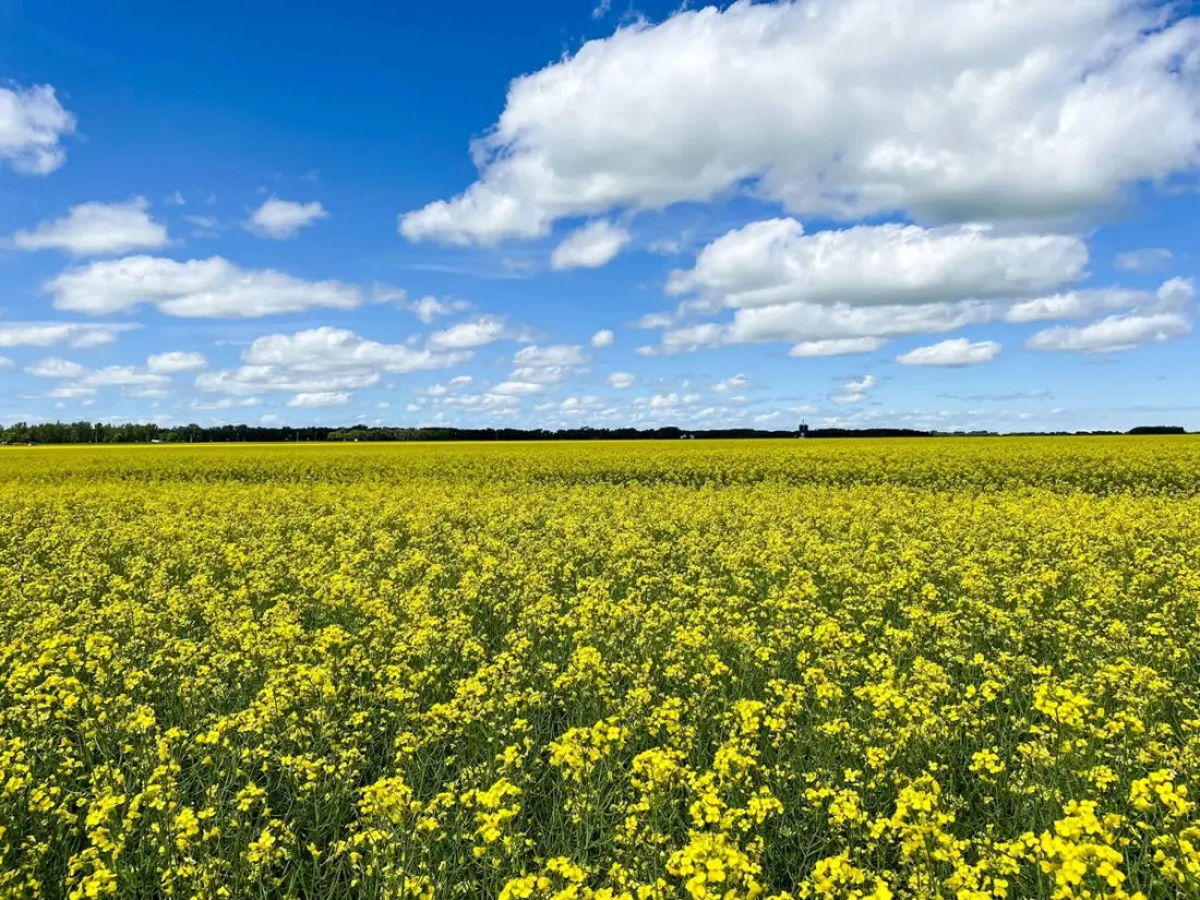 No Mountains Needed: Why Canada's Prairies Deserve a Spot on Your Trip List