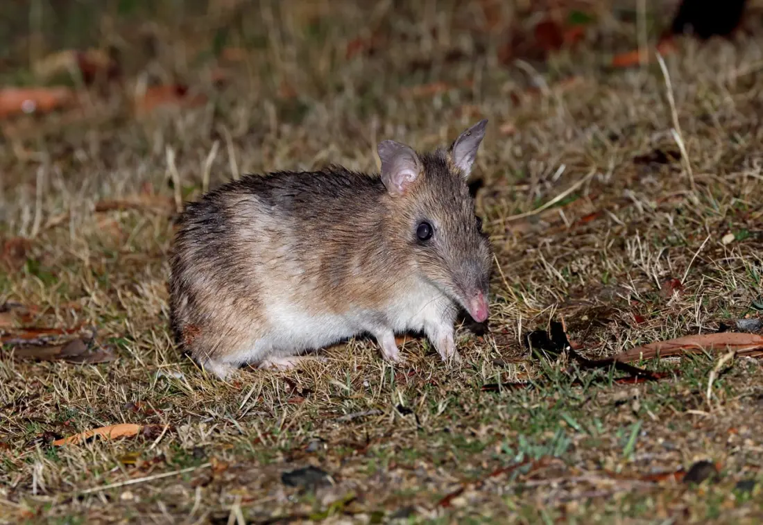 Bandicoots got a bad rap for 150 years — and Australia's ecosystems are paying for it